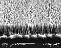 This SEM image shows ZnO nanotips grown on C-plane sapphire substrates.<BR>
<BR>
<U><B>More about this Image</B></U><BR>
This work was supported by National Science Foundation grant CCR 01-03096, Feasibility Studies on ZnO Nanostructures and their Device Applications, an exploratory research in the Nanoscale Science and Engineering Initiative Program. The goals of the project were to (a) grow ZnO-based nanoscale structures, including nanotips and nanotip arrays, nanowires, and quantum dots; and (b) investigate the broad applications of these ZnO nanostructures in UV optoelectronics, biosensors, and advanced communications. The ZnO materials are grown using metalorganic chemical vapor deposition (MOCVD).  Thumbnail