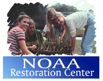 NOAA Restoration Center Banner with people planting water plants.