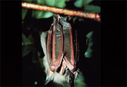 red fig-eating bat