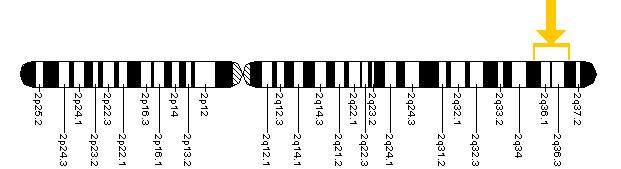 The PAX3 gene is located on the long (q) arm of chromosome 2 between positions 35 and 37.
