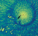 In this image, a layer of water was sprinkled with the chemical Thymol Blue, which established the <B>*</B>Marangoni convection responsible for the evident fine-scale texture. The layer was lit from below, giving the flow a natural luminescence. The starburst in this image is associated with the relatively large particle of Thymol Blue evident at its center. The Thymol Blue reduces the local surface tension, thus prompting surface divergence that clears the surface of blue dye. Since the water striders are light-seeking, they are drawn to the starbursts.<BR>
<BR>
In this National Science Foundation-supported project, dye studies were performed in order to determine what the propulsion mechanism is of the water strider (<I>gerris remigis</I>), a common water-walking insect.  [See related images: Spider Vortices, Dipolar Vortices of a Water Strider, Robostrider Meets Water Strider, and Water Walkers.]<BR>
<BR>
<B>*</B>Motions of the surface of a liquid are coupled with those of the subsurface fluid or fluids, so that movements of the liquid normally produce stresses in the surface and vice versa. The movement of the surface and of the entrained fluid(s) caused by surface tension gradients is called the <B>Marangoni effect</B>.<BR>
<BR>
<U><B>More about this Image</B></U><BR>
Water striders (<I>gerris remigis</I>) are common water walking insects approximately 1 cm long, that resides on the surface of ponds, rivers, and the open ocean. In the past, it was believed that water striders develop momentum using the tiny waves they generate as they flap their legs across the water's surface. This was because striders move so quickly that all you see is the waves. But baby water striders legs are not big enough to generate waves and therefore should be incapable of propelling themselves along the surface. So how are they able to move?<BR>
<BR>
Enter Dr. John W.M. Bush, a mathematician from the Massachusetts Institute of Technology (MIT), and his team of researchers who--using high speed video and blue-dyed water--track the movement of water striders. Bush's high speed images and dye studies show that the water strider propels itself by driving its central pair of legs in a sculling motion. In order for it to move, it must transfer momentum to the underlying fluid. It was previously assumed that this transfer occurs exclusively through capillary waves excited by the leg stroke but Bush and his team found that, conversely, the strider transfers momentum to the fluid principally through dipolar vortices shed by its driving legs. The strider thus generates thrust by rowing, using its legs as oars, and the menisci beneath its driving legs as blades.<BR>
<BR>
Dr. Bush received a grant from NSF's Fluid Dynamics and Hydraulics program (grant CTS 01-30465) for this project. An NSF graduate fellowship award supports David Hu, a graduate student working on the project.  Thumbnail