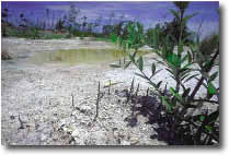 photo of vegetation, sand, and water