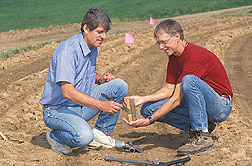Soil scientist and technician section a soil core from a cornfield: Click here for full photo caption.
