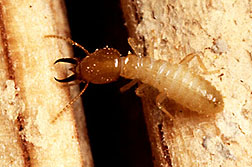 Photo: A Formosan subterranean termite soldier. Link to photo information