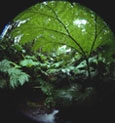 rainforest image