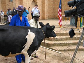 At a ceremony, Secretary Thompson gave a gift of a cow that was seven months' pregnant to the hospital. The dedication of a cow, which provides milk and a future of producing other cows, is considered a high honor and it creates a permanent bond between the person giving the gift and those receiving the gift. It is the responsibility of the person presenting the cow to name it. In honor of his hometown, Secretary Thompson named the cow Elroy.