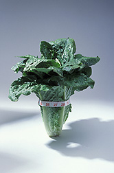 Lettuce with a tape measure.