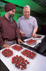 Chemist Darshan Kelley (left) and Adel Kader, professor at the University of California, Davis, examine and weigh cherries. 