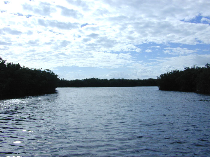 photo of a channel through mangroves