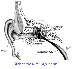 small version of auditory nerve diagram