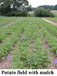 potato field with mulch