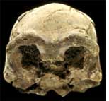 Photo of fossil skull from Ethiopia