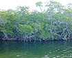 photo of mangroves up close