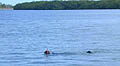 photo of USGS scientists snorkeling