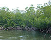 photo of mangroves