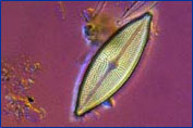 Aneumastus species