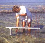 photo of scientist in the water collecting samples