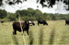 photo of wandering cows