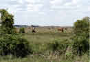 photo of cows off in the distance