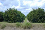close up photo of orange trees
