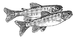  Drawing of Fish