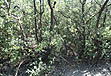 photo of black mangroves