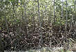 photo of many red mangroves