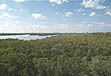 photo of mangrove canopy