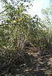 photo of mangroves at low tide