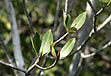 photo of red mangrove leaves