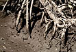 photo of fiddler crabs running around in red mangrove roots