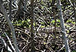photo of tiny mangroves