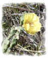 photo of a prickly pear catus bloom