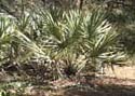 photo of saw palmettoes