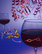 Compounds found in red wine