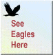 See Eagles Here