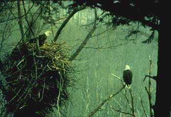 Pair of Bald Eagles sitting on and near nest