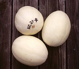 Calcium dipped vine-ripened melons. Click here for full photo caption.
