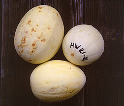 Honeydew with discoloration indicating spoilage. Click here for full photo caption.