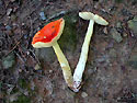 An Amanita fungi.  <I>[See related images: Arubescens Fungi and Amanita Virosa Fungi.]</I><BR>
<BR>
<U><B>More about this Image</B></U><BR>
With support from an NSF Microbial Observatories Program grant, scientists from Duke University are establishing a unique facility in the Duke Forest for the study of microbial diversity--the Duke Forest Mycological Observatory (DFMO). Lying near the eastern edge of the North Carolina piedmont plateau, the Duke Forest, is one of the nation's premier outdoor laboratories for studies on the effects of environmental change, different land use histories, and the dynamics of naturally evolving forest communities. Using tools of molecular biology and genomics, the DFMO will provide new information about the diversity and ecology of fungi and other microorganisms from forest ecosystems.<BR>
<BR>
One of the projects that will take place at DFMO is the detection and identification of new species of mushrooms and other fungi using powerful tools of molecular taxonomy. They form essential components of terrestrial ecosystems where they function in diverse roles as pathogens, decomposers, and mutualists. With an estimated 1.6 to 3 million species world wide, fungi represent one of the most diverse groups of organisms in forest ecosystems. The project will be one of the first to apply a DNA-based approach for biodiversity assessment on a large scale, and will serve as a model for future studies of microorganisms from other diverse habitats.<BR>
<BR>
The Microbial Observatories Program is funded through the NSF Directorate for Biological Sciences.  Thumbnail