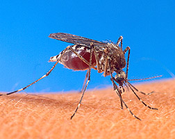 Photo: Mosquito on human skin. Link to photo information