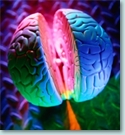 Graphic of human brain split in half