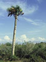 Lone Sabal Palm