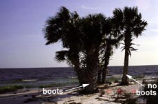 Sabal palm group on beach