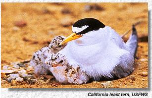 [California least terns and chick, USFWS photo]