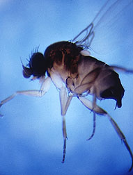 Photo: Phorid fly. Link to photo information
