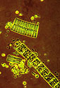 These Diatoms were found in a water sample taken from the Neuse River in North Carolina. When present, Diatoms--silicon-encased algaeindicate good water quality. The water sample was taken as part of an on-going study of the Neuse to determine how pollutants are being transferred into the river.  <I>[Image is 4 of 4 related images; see also, Filamentous Blue-Green Algae, Clumped Algae, and Collecting River Samples.]</I>  Thumbnail