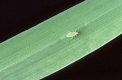 Photo: New biotype of Russian wheat aphid on a susceptible barley leaf. Link to photo information