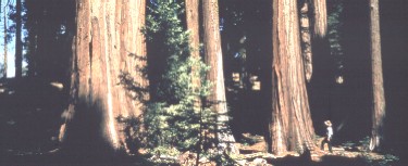 The giant size and age of the sequoias capture the imagination.