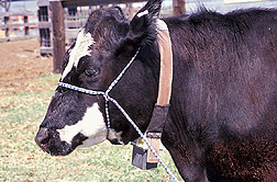 Photo: Cow equipped with a GPS collar, used to track the location of the animal. Link to photo information